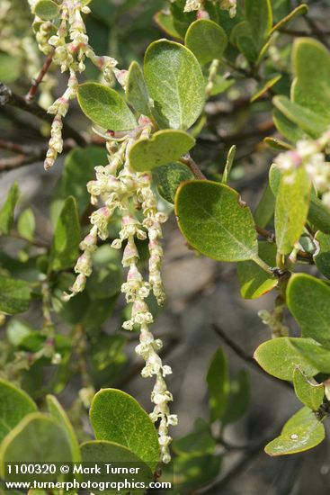 Garrya buxifolia