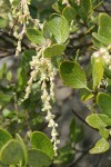 Dwarf Silktassel (male) blossoms & foliage detail