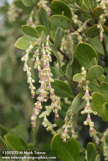 Garrya buxifolia