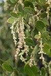 Dwarf Silktassel (male) blossoms & foliage detail