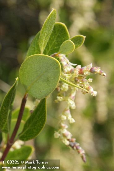 Garrya buxifolia