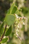 Dwarf Silktassel (male) foliage detail w/ catkins