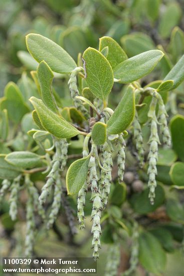 Garrya buxifolia