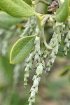 Dwarf Silktassel (female) blossoms detail