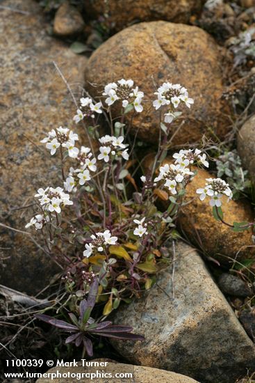 Noccaea montana var. siskiyouensis (Thlaspi montanum var. siskiyouense)