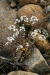 Sisikiyou Pennycress