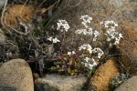 Sisikiyou Pennycress