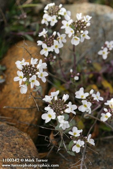 Noccaea montana var. siskiyouensis (Thlaspi montanum var. siskiyouense)