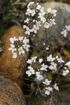 Sisikiyou Pennycress