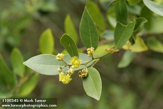 Umbellularia californica