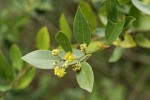 California Laurel blossoms & foliage