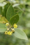 California Laurel blossoms & foliage