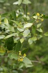 California Laurel blossoms & foliage