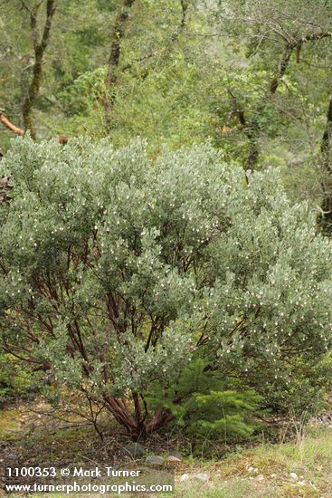 Arctostaphylos nortensis