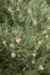 Del Norte Manzanita blossoms & foliage