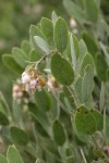 Del Norte Manzanita blossoms & foliage detail