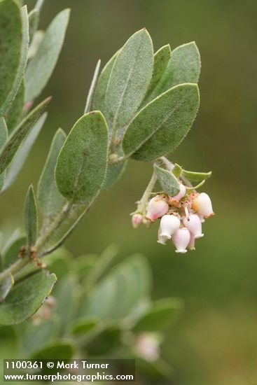 Arctostaphylos nortensis