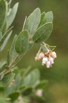 Del Norte Manzanita blossoms & foliage detail