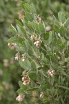 Del Norte Manzanita blossoms & foliage