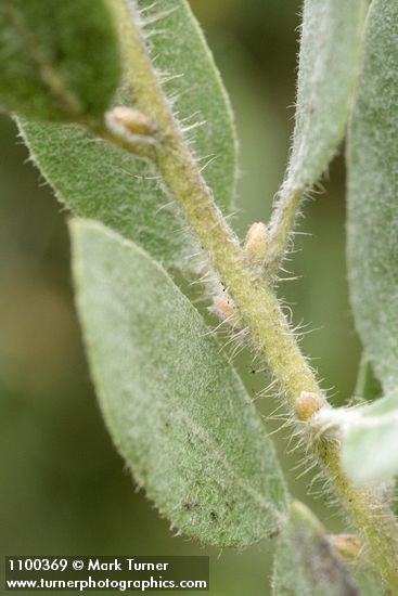 Arctostaphylos nortensis