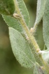 Del Norte Manzanita foliage & twig detail