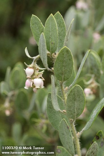 Arctostaphylos nortensis