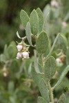 Del Norte Manzanita blossoms & foliage detail