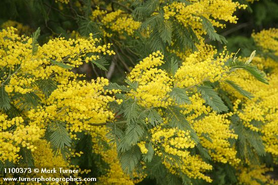 Acacia dealbata