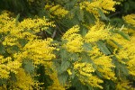 Silver Wattle blossoms & foliage