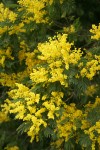 Silver Wattle blossoms & foliage