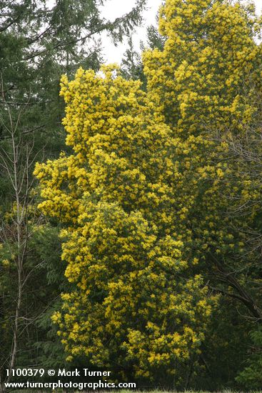 Acacia dealbata