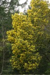 Silver Wattle