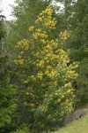 Silver Wattle