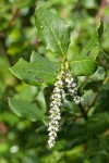 Coast Silktassel (female) blossoms & foliage detail