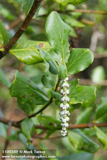 Garrya elliptica