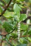 Coast Silktassel (female) blossoms & foliage detail