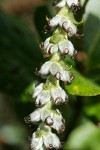 Coast Silktassel (female) blossoms detail