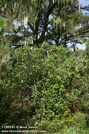 Garrya elliptica