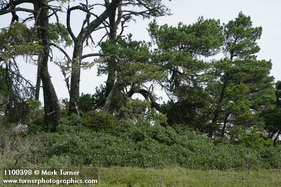 Arctostaphylos ×media (A. columbiana × uva-ursi); Pinus contorta var. contorta