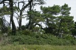 Hybrid Manzanita under Shore Pines