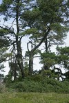 Hybrid Manzanita under Shore Pines