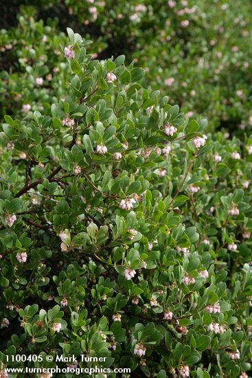 Arctostaphylos ×media (A. columbiana × uva-ursi)