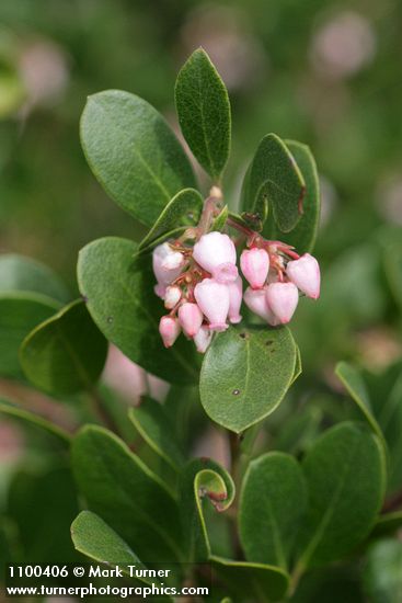 Arctostaphylos ×media (A. columbiana × uva-ursi)