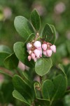 Hybrid Manzanita blossoms & foliage detail