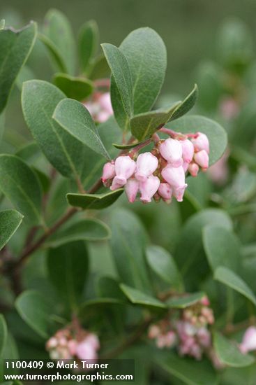 Arctostaphylos ×media (A. columbiana × uva-ursi)