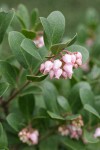 Hybrid Manzanita blossoms & foliage detail