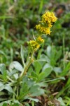 Mt. Albert goldenrod