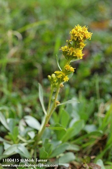 Solidago spathulata (S. simplex ssp. simplex var. spathulata)