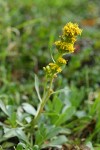 Mt. Albert goldenrod