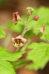 Trailing Black Currant blossoms & foliage detail